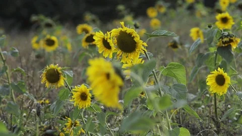 Happy wind waving sunflowers Stock Footage 101990202
