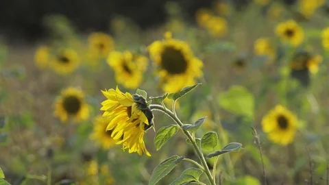 Happy wind waving sunflowers Stock Footage 101990271