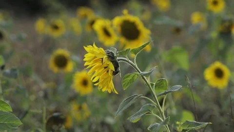 Happy wind waving sunflowers Stock Footage 101990409