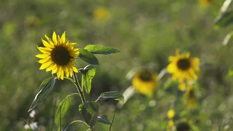 Happy wind waving sunflowers Stock Footage 101990481