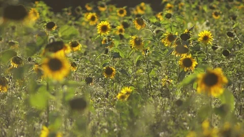 Happy wind waving sunflowers Stock Footage 101990562