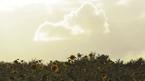 Happy wind waving sunflowers Stock Footage 101990570
