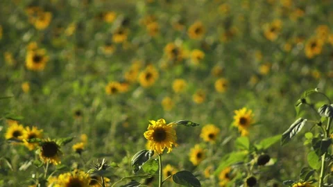 Happy wind waving sunflowers Stock Footage 101990648