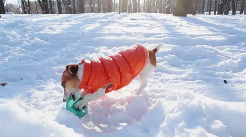 Happy winter pup play with disk sunny day Vídeo Stock 59567980
