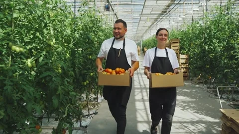 Happy workers walk with boxes of ripe red tomatoes. Growing organic food Video stock 294516316