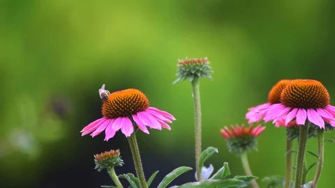 Happy Working Bee Stock Footage 78875151