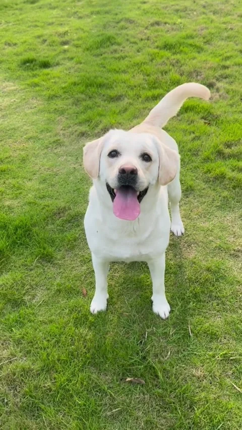 Happy yellow labrador retriever standing on green grass in a park Vidéo 334635571