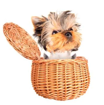 Happy yorkie toy standing in a basket Stock Photos