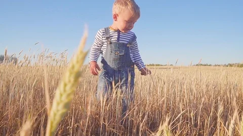 Happy young boy going on field with ripe rye at sunny day slow motion. concept. Stock Footage 98901450