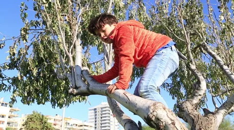 Happy young boy  in a tree 2 Stock Footage 56564114