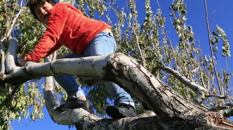 Happy young boy  in a tree 6 Stock Footage 56565503