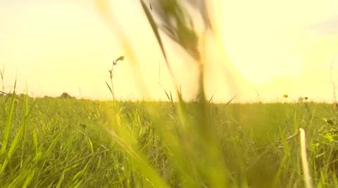 Happy Young Couple Walking on Summer field holding hands, outdoors. Stock Footage 59088390