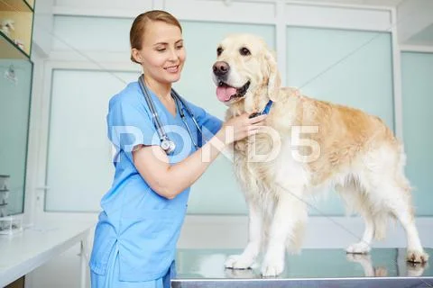Happy young doctor working in vet clinic Stock Photos