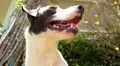 Happy Young Dog Outdoors. Slow Motion. HD Footage