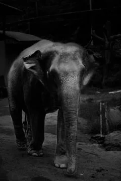 The happy young elephant  Stock Photos