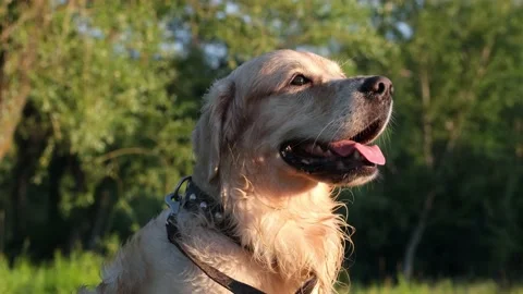 A happy young man scratching his dog at dawn on the green grass. Stock Footage 202315510