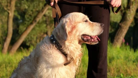 A happy young man scratching his dog at dawn on the green grass. Stockbeeldmateriaal 202315511