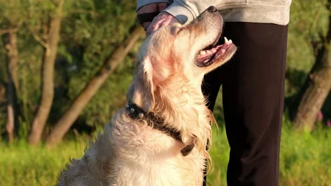 A happy young man scratching his dog at dawn on the green grass. Stock Footage 202315521