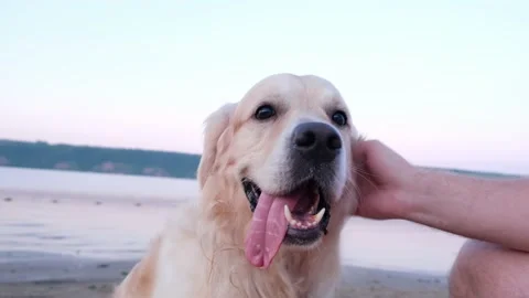 A happy young man scratching his dog at dawn on the riverbank. Stock Footage 202315543
