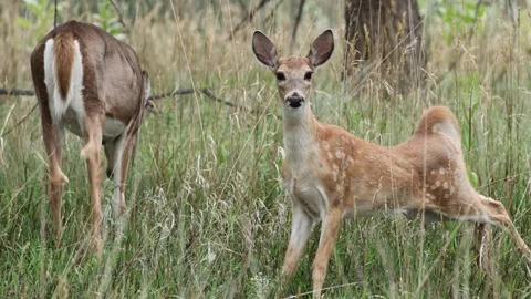 Happy Young Mule Deer After Nursing from Its Mother, close up Video stock 344690200
