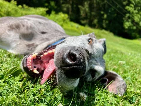 HappyDane Stock Photos