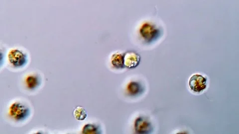 Haptophyte Algae Motion and Cellular Structure Microscopy, 1000x Stock Footage 317016012