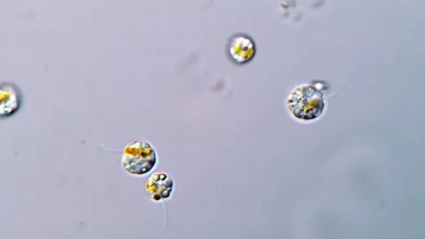Haptophyte Microalgae Rotating and Swimming Under Microscope, 1000x Stock Footage 317015801