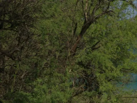 Hapuna Beach Stock-Footage 22244629