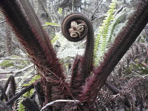 Hapuu fern Stock Photos