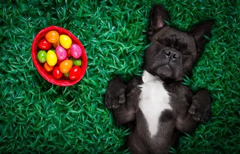 Hapy easter dog with eggs Stock Photos