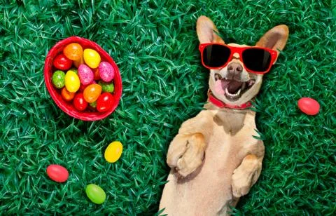 Hapy easter dog with eggs Stock Photos