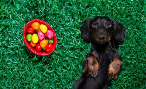Hapy easter dog with eggs Stock Photos