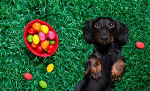 Hapy easter dog with eggs Stock Photos