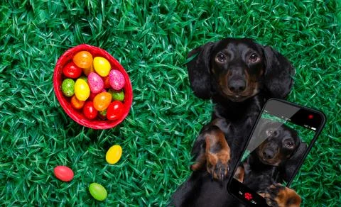 Hapy easter dog with eggs Stockfoto's