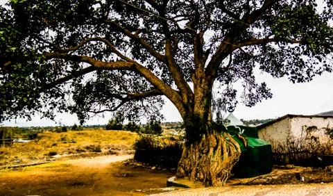 Harar tree mosque in Jugol old city, Harar, Ethiopia Stock Photos