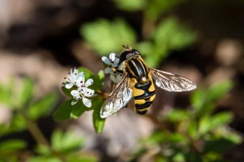 Harbinger of Spring with bee. 库存照片
