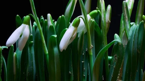 A harbinger of spring, a bunch of snowdrops blooming on a black background Stock Footage 265477142