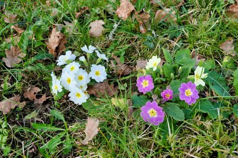 Harbinger of Spring . Stock Photos