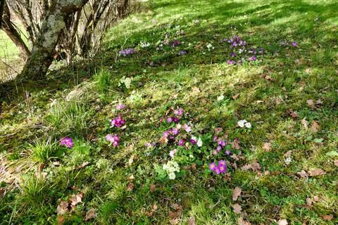 Harbinger of Spring . Stock Photos
