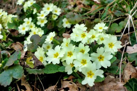 Harbinger of Spring . Stock Photos