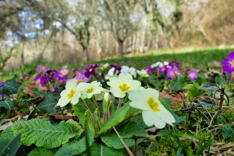 Harbinger of Spring . Stock Photos