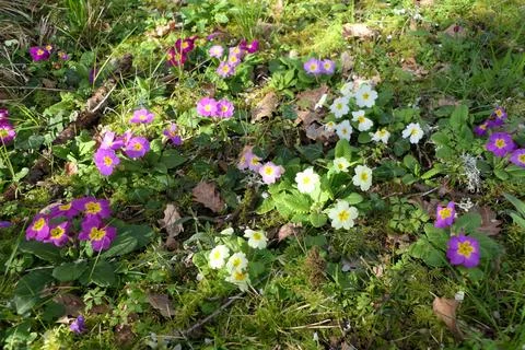 Harbinger of Spring . Stock Photos