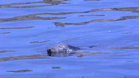 Harbor (or harbour) seal Stock Footage 34492684