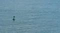 Harbor Police Patrol Boat on Pursuit 3 HD Footage