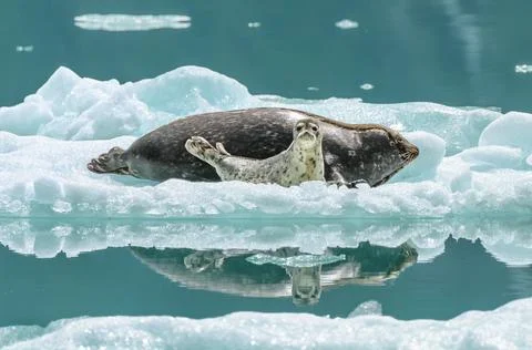 A harbor seal and pup find refuge from predators on an iceberg. Stock Photos