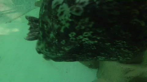 Harbor Seal Biting Flipper Stock-Footage 831323