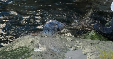 Harbor seal fed fish Stock Footage 123679414