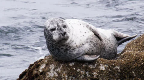 Harbor seal Stock Footage 26649447