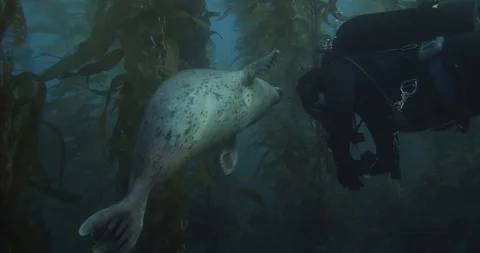 Harbor seal greets scuba diver in kelp forest Stock Footage