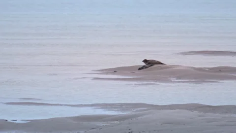 Harbor seal. The harbor seal Phoca vitulina, also known as the common seal, is a Stock Footage 294656157
